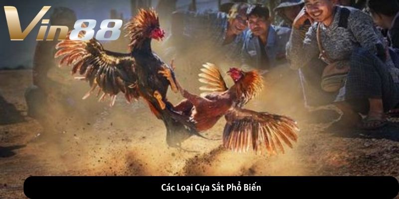 Các Loại Cựa Sắt Phổ Biến Các Loại Cựa Sắt Phổ Biến