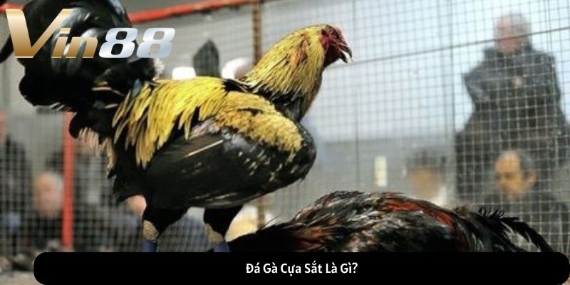 Đá Gà Cựa Sắt Là Gì? Đá Gà Cựa Sắt Là Gì?